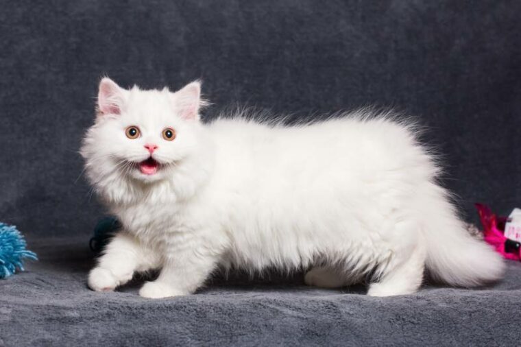 white beautiful british long haired cat smiling