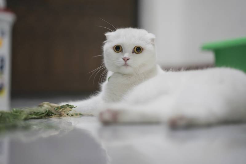 white scottish fold cat