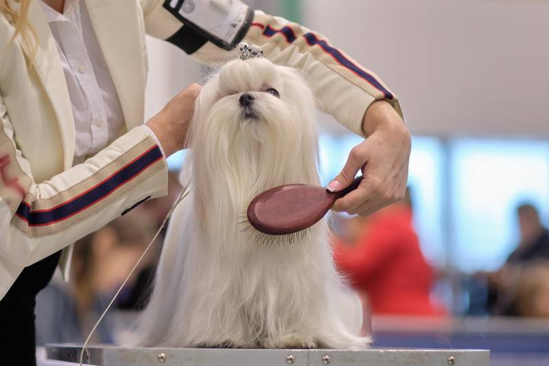 woman brushes a maltese dog with a brush