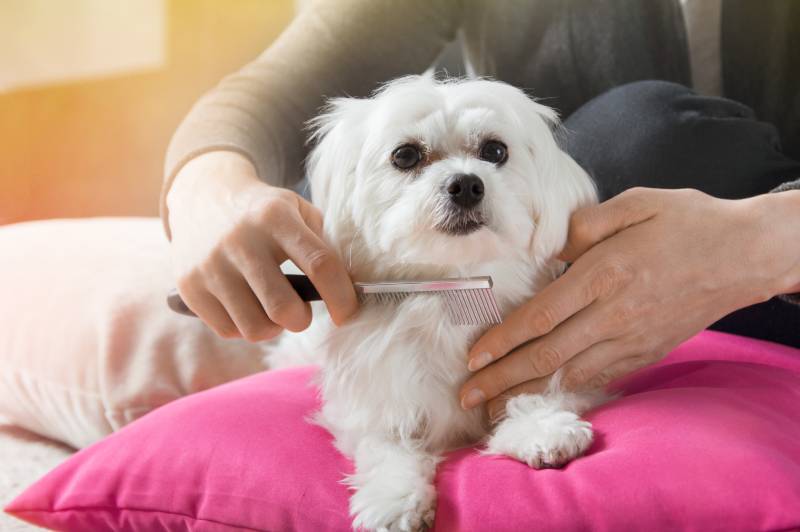 woman brushes hair of her white maltese dog