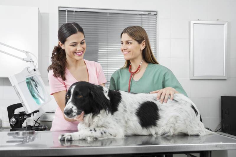 woman looking at border collie dog while having vet check up