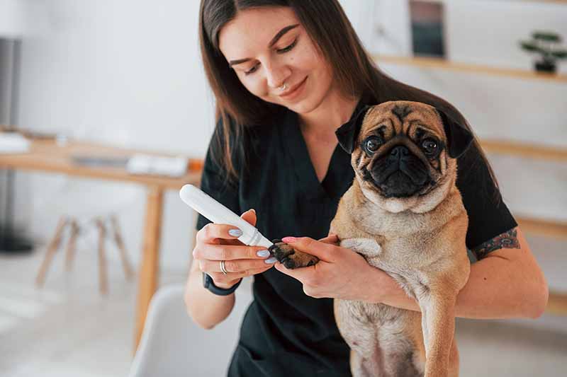 woman trimming pugs nails
