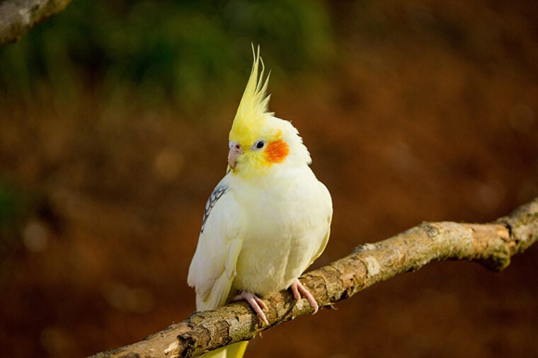 Yellow-gray cockatiel perched on a branch