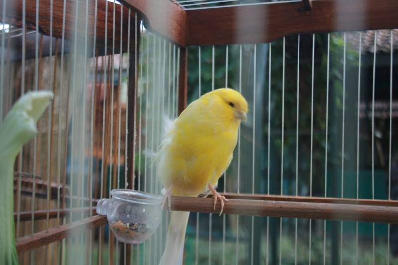 yellow waterslager canary bird in cage