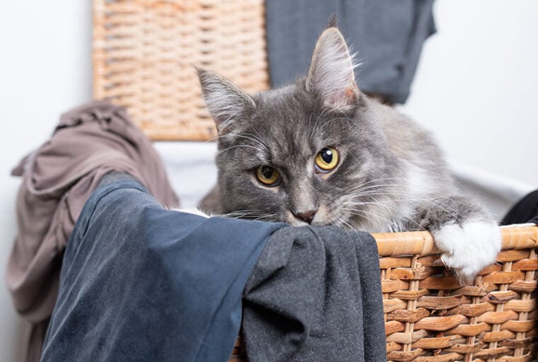young blue tabby maine coon cat with white paws inside an open laundry basket
