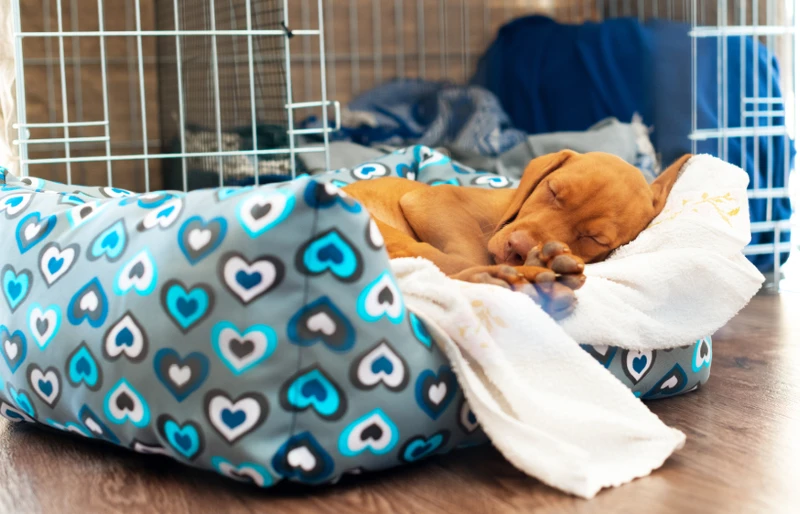 2 month old hungarian vizsla puppy sleeping in dog bed near pen or crate