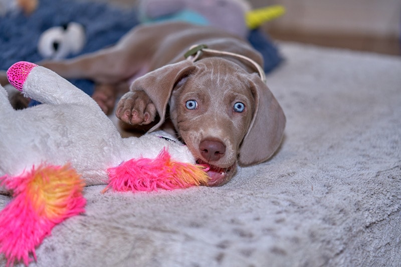 A Weimaraner Dog playing with a toy on his pillow