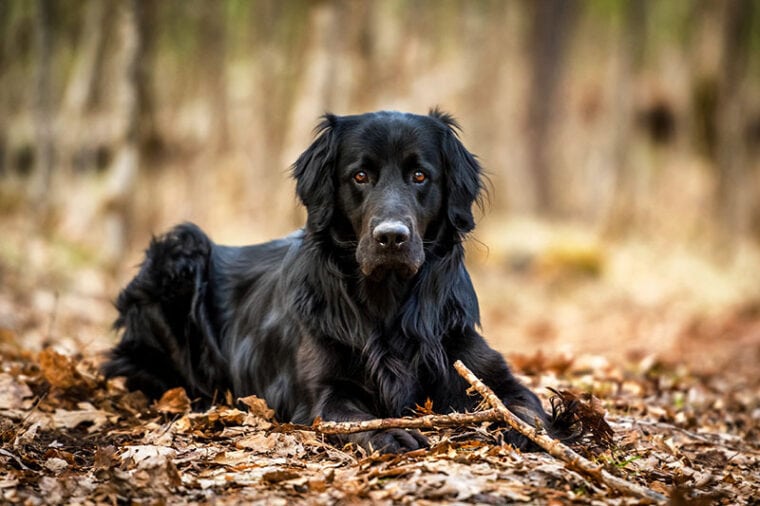 A black Golden retriever and Newfoundland mixed-breed dog looking alert after chewing up a stick.