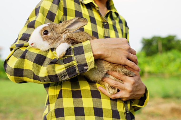 Adorable rabbit was hugged by a man wearing a green checkered shirt