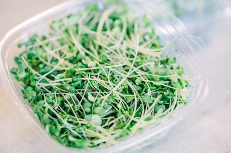 Alfalfa sprouts in a container box