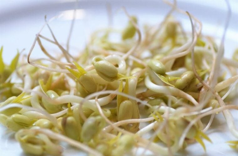 Bean Sprouts on a white plate