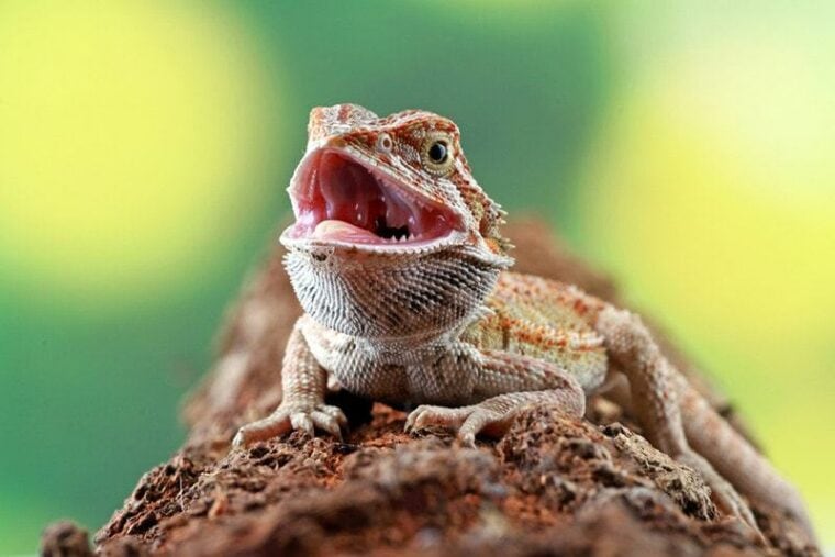 Bearded dragon opens its mouth showing its teeth
