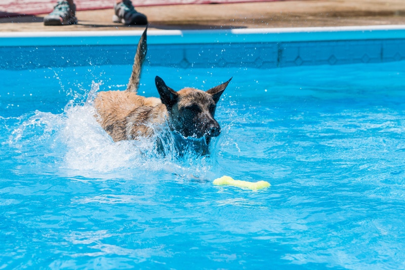 Belgian malinois dog swimming in the pool