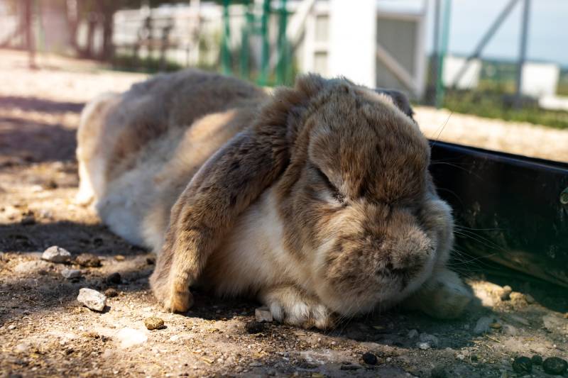 big adult rabbit sleeping on a hot summer day