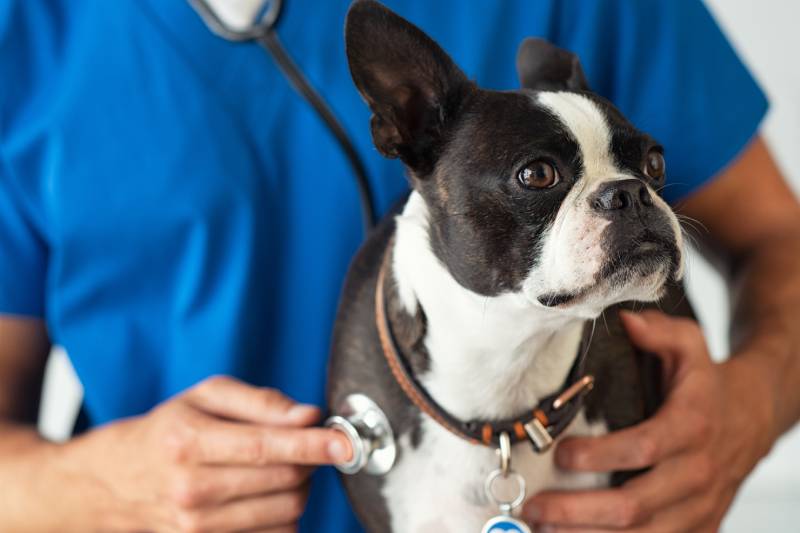 Boston Terrier dog being examined by a vet using stethoscope