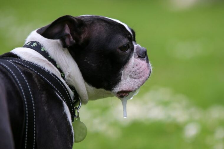 Boston Terrier dog drooling and dribbling
