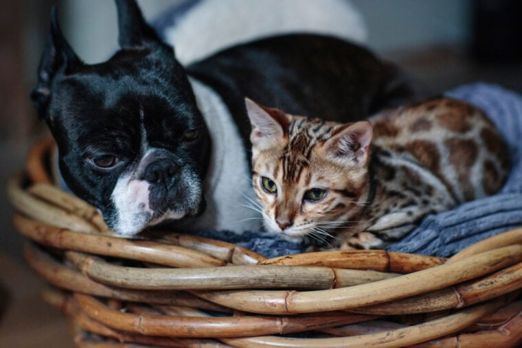 Bengal Cat snuggleing with a Boston Terrier