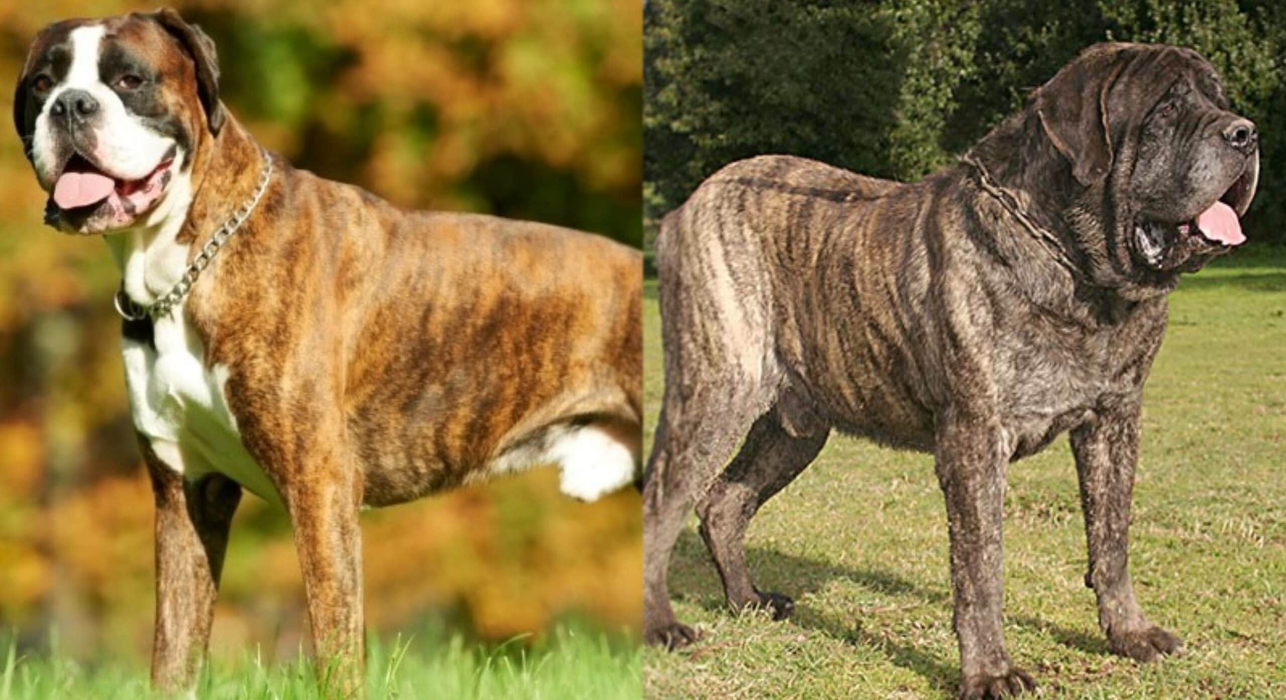 Boxer Mastiff Dog Side by Side 1