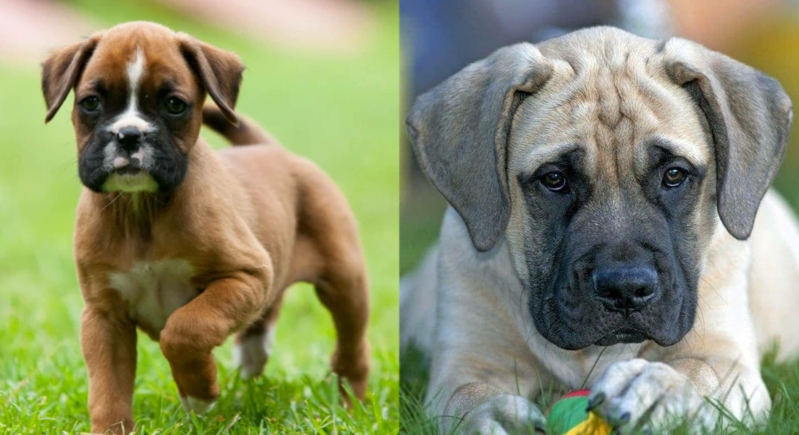 Boxer Mastiff Puppies