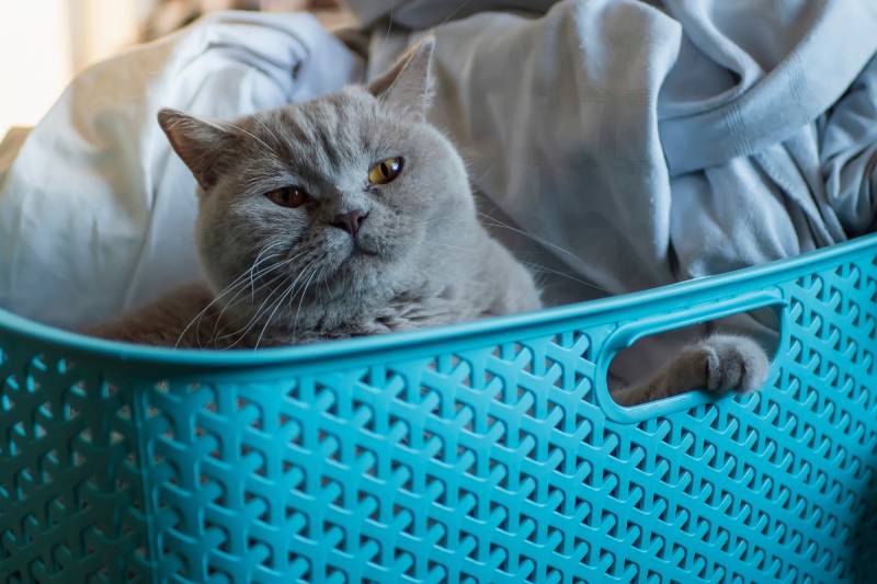 British short hair cat in a blue laundry basket