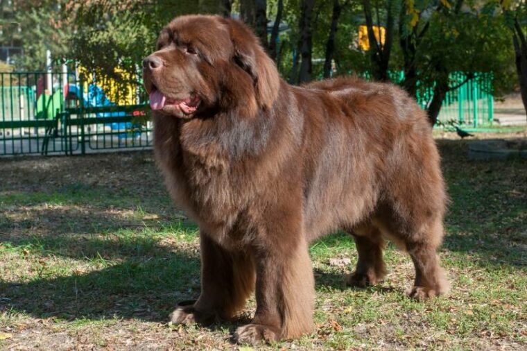 Brown Newfoundland dog in the park