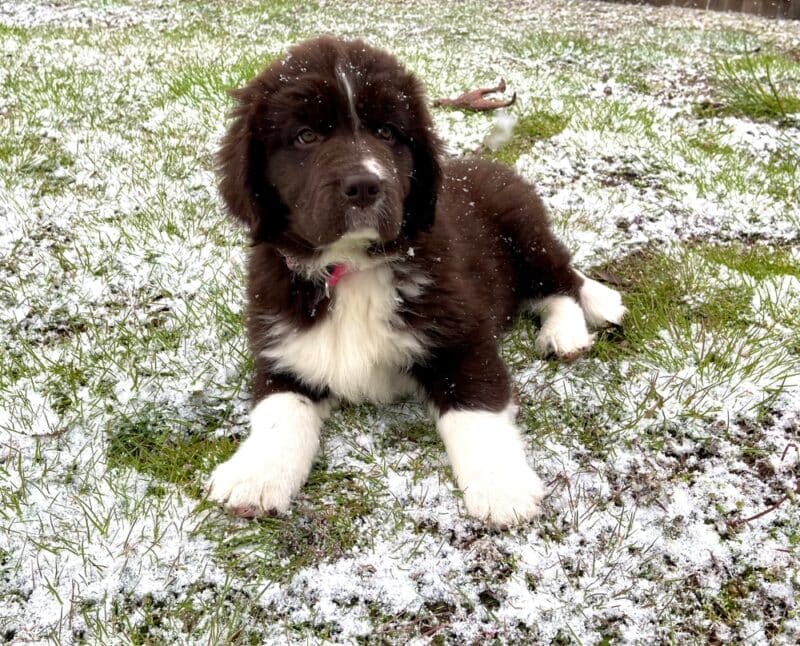 Brown and white Newfoundland puppy’s first snow fall