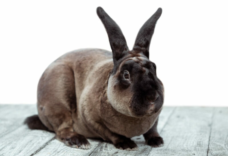 Brown castor rex rabbit on a white wooden table