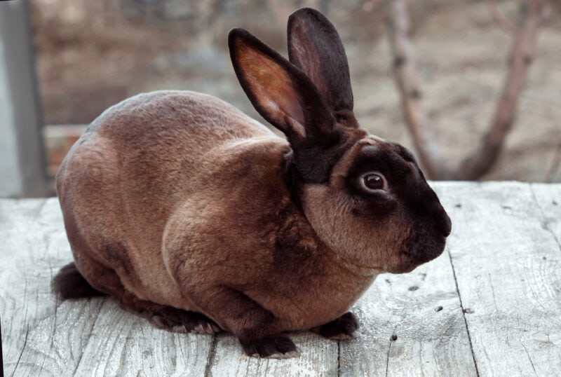 Brown rabbit on a white wooden table