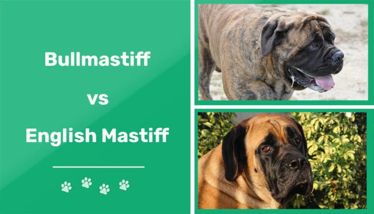 Bullmastiff vs English Mastiff