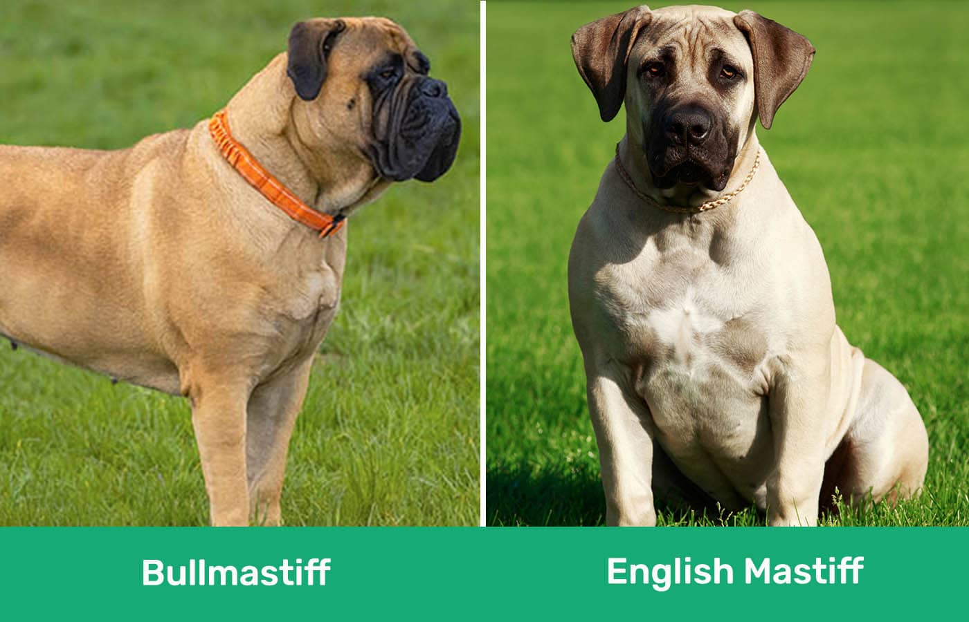 Bullmastiff vs English Mastiff side by side