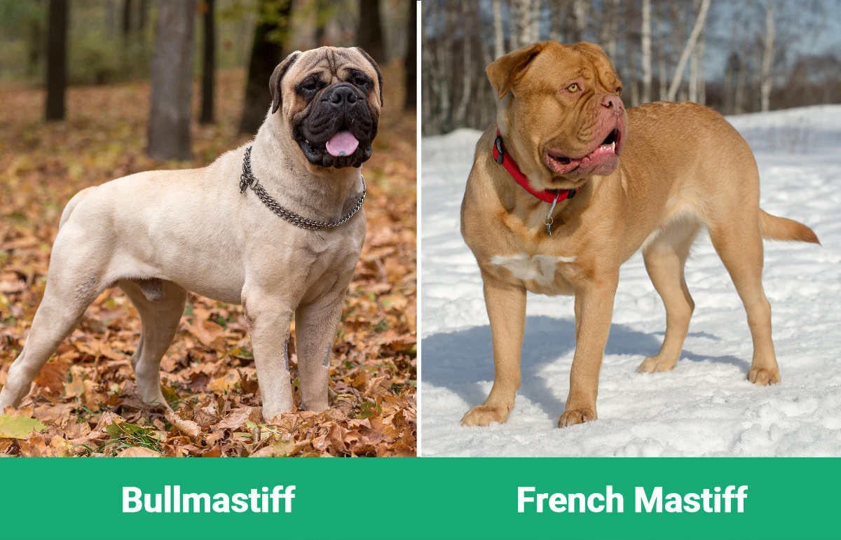 Bullmastiff vs French Mastiff - Visual Differences
