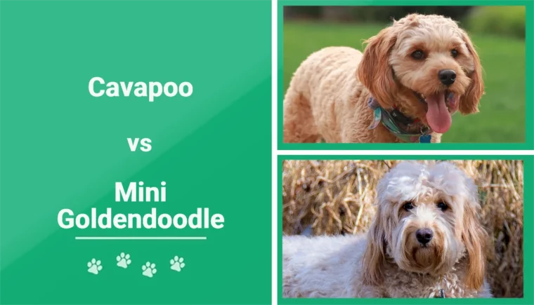 Cavapoo vs Mini Goldendoodle - Featured Image