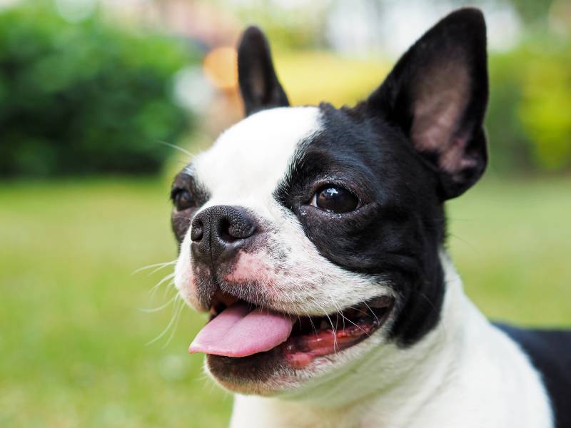 Closed up smiling female Boston Terrier showing her tongue and bending ears in backyard under natural light