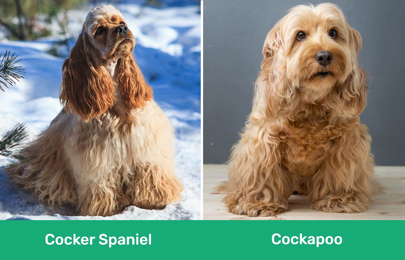 Cocker Spaniel vs Cockapoo side by side