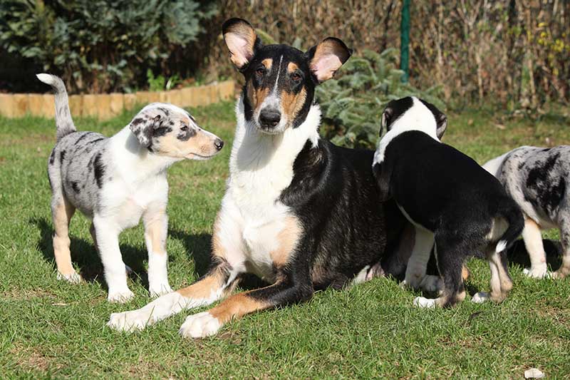 Collie Smooth with its puppies lying in nice garden