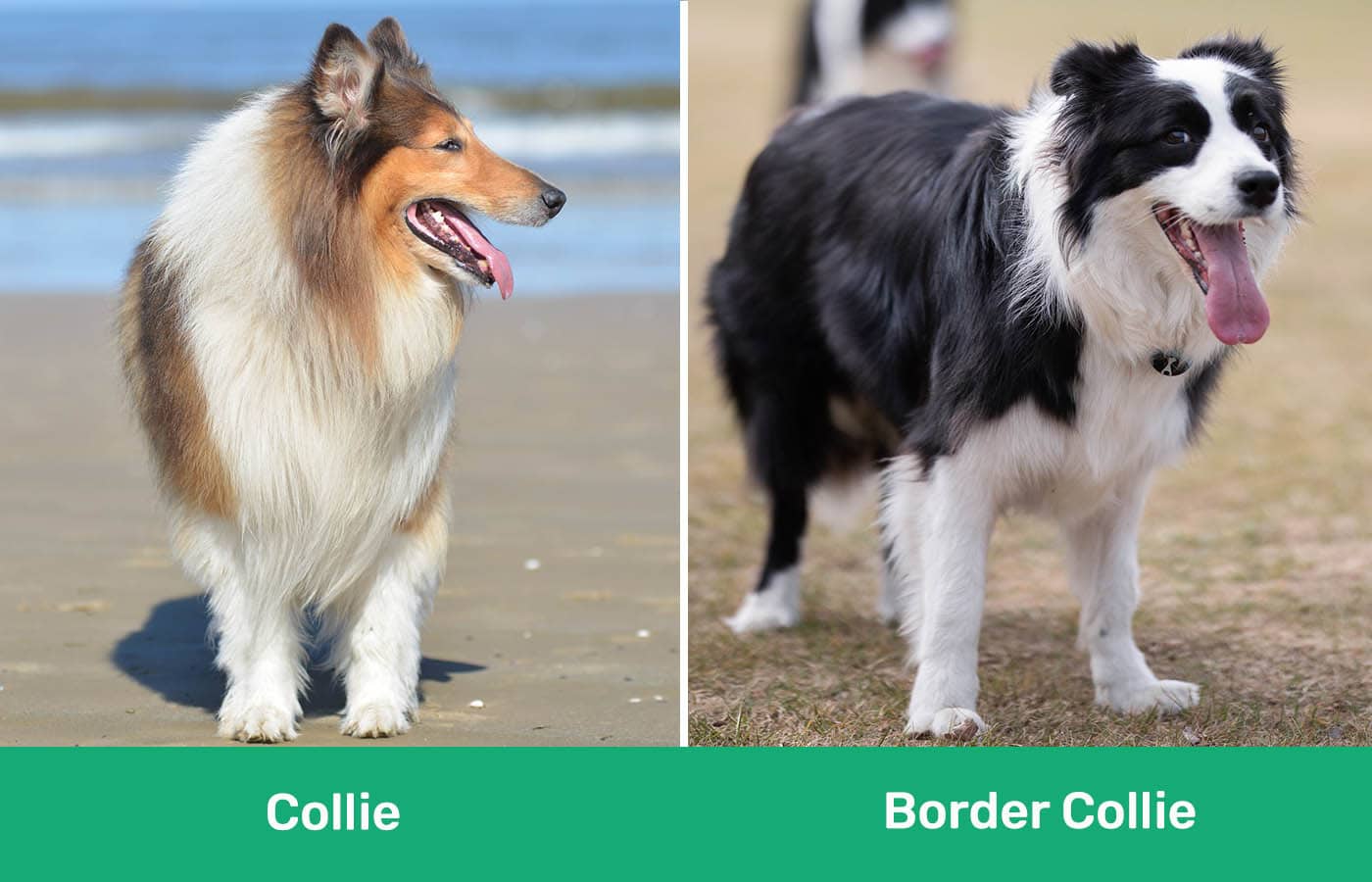 Collie vs Border Collie side by side