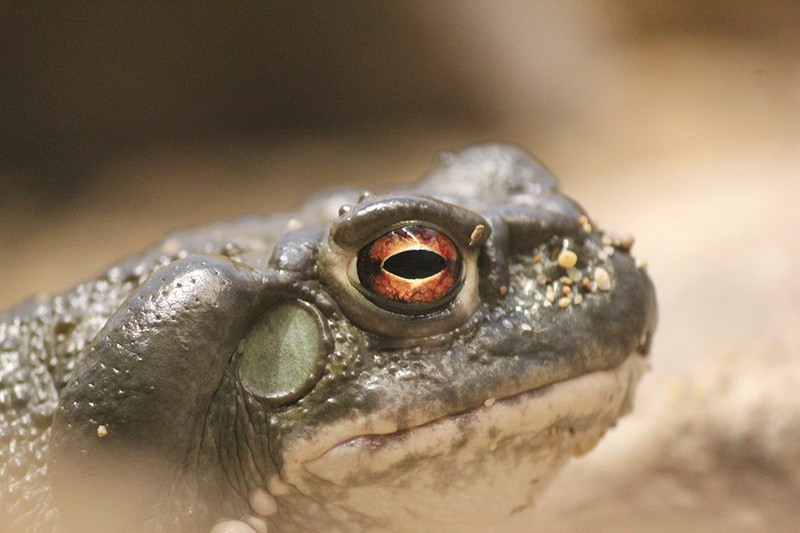 Colorado River Toad Close up