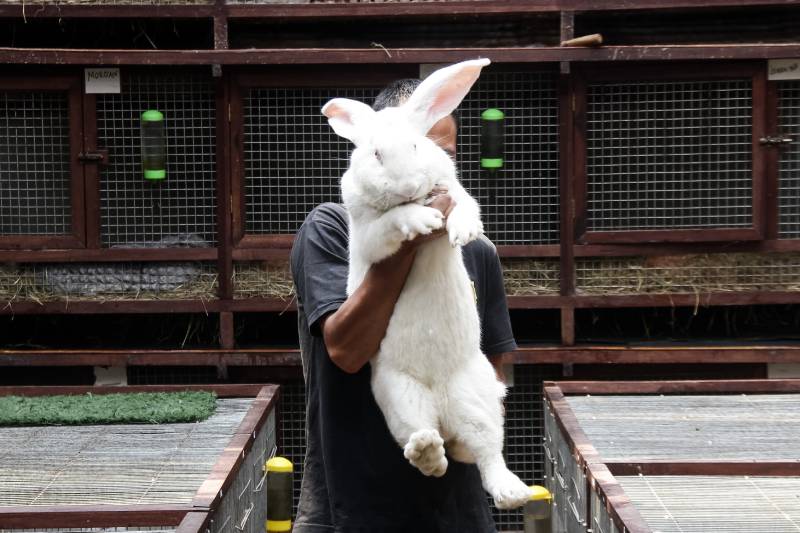 Continental Giant Rabbit seen at farm in Lembang