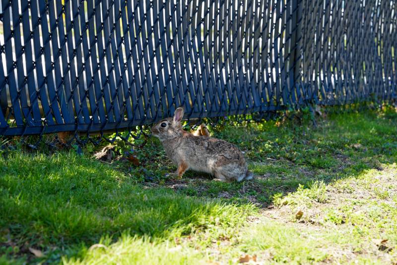 Cottontail rabbit gray in green grass next to fence hides