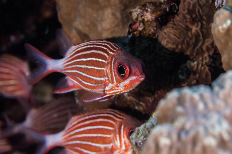 Crown squirrelfish (Sargocentron diadema)