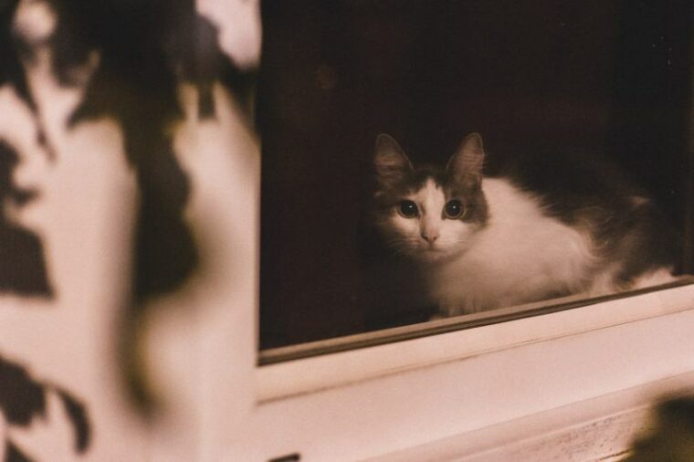 Curious cat sitting on windowsill at night