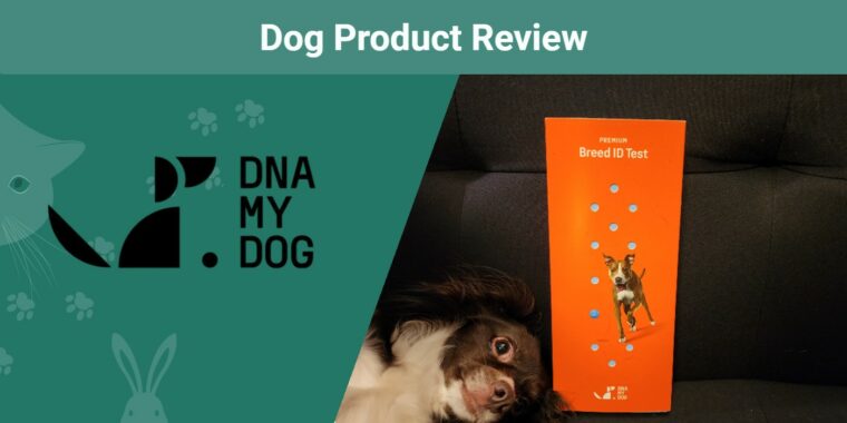 DNA-My-Dog-SAPR-Product-Review