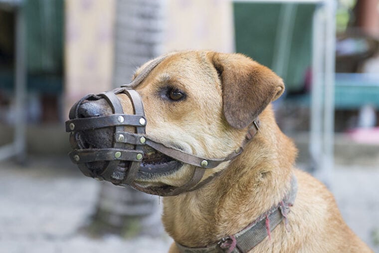 Dog wear muzzle
