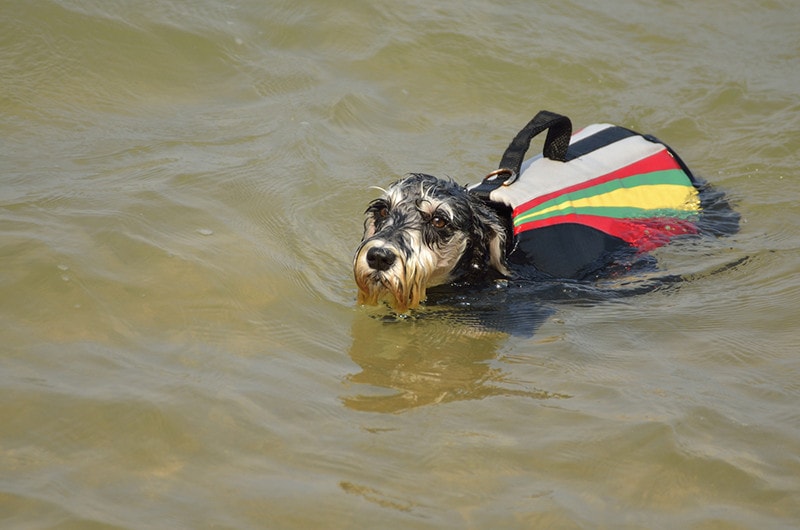 Dog wearing life jacket swimming in the sea Miniature Schnauzer