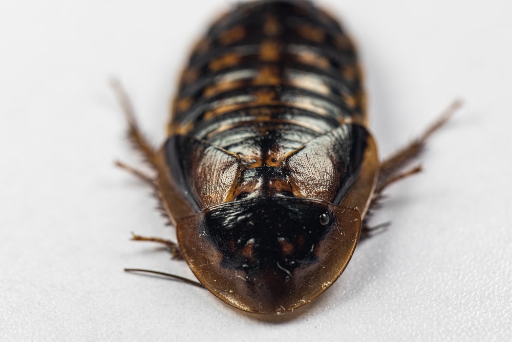 Dubia Roache Close Up