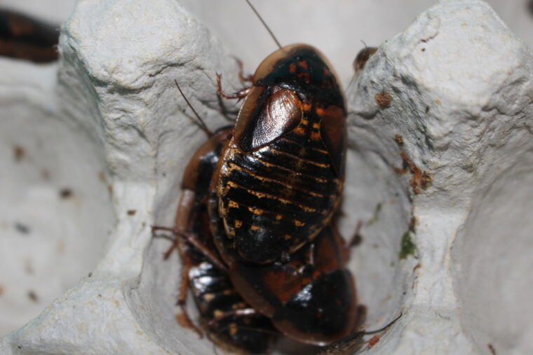 Adult Dubia Roaches