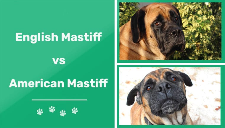 English Mastiff vs American Mastiff