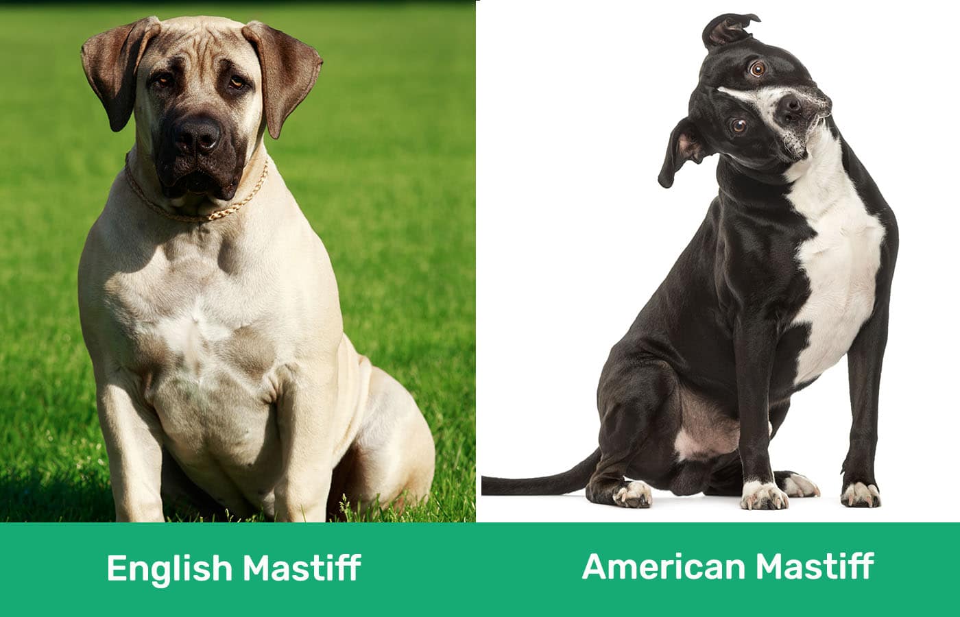 English Mastiff vs American Mastiff side by side