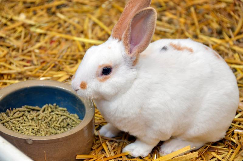 english spot rabbit on straw with food pellets in dish
