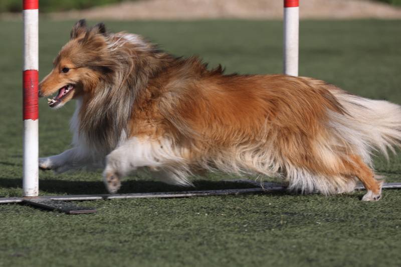 Fast and crazy sable white shetland sheepdog running